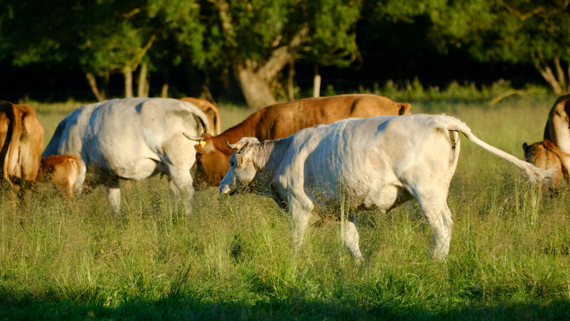 Carne de excelência nasce no pasto, com manejo eficiente e respeito ao animal, afirma João Eustáquio De Almeida Junior.