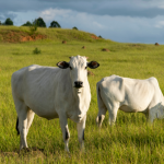 João Eustáquio De Almeida Junior ressalta como o gado no pasto une eficiência produtiva e bem-estar animal para gerar carne de qualidade.