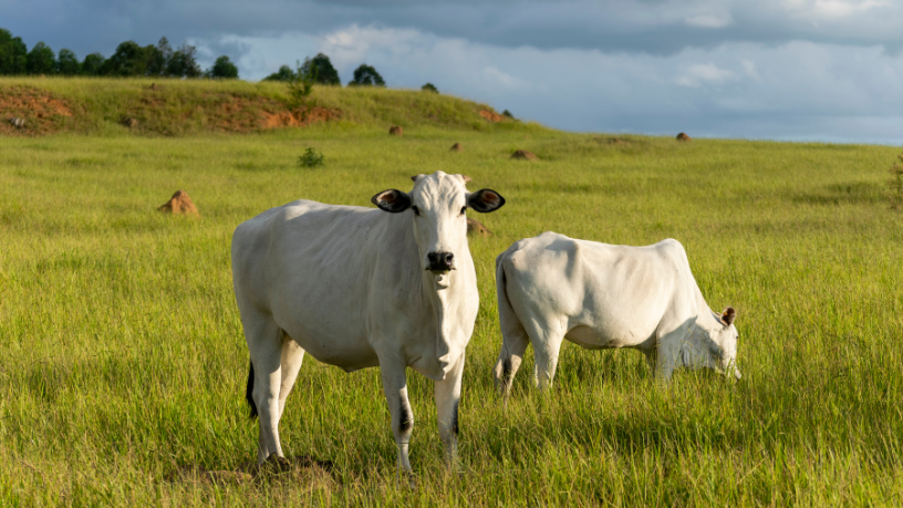 João Eustáquio De Almeida Junior ressalta como o gado no pasto une eficiência produtiva e bem-estar animal para gerar carne de qualidade.