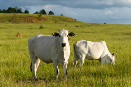 João Eustáquio De Almeida Junior ressalta como o gado no pasto une eficiência produtiva e bem-estar animal para gerar carne de qualidade.